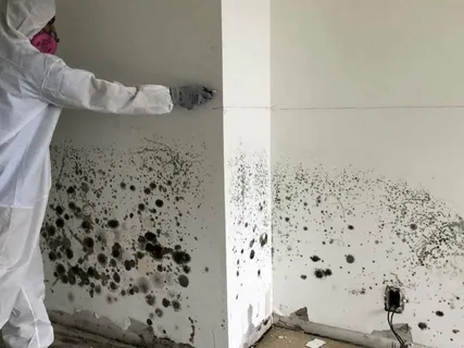 Mould Testing & Inspections Sydney